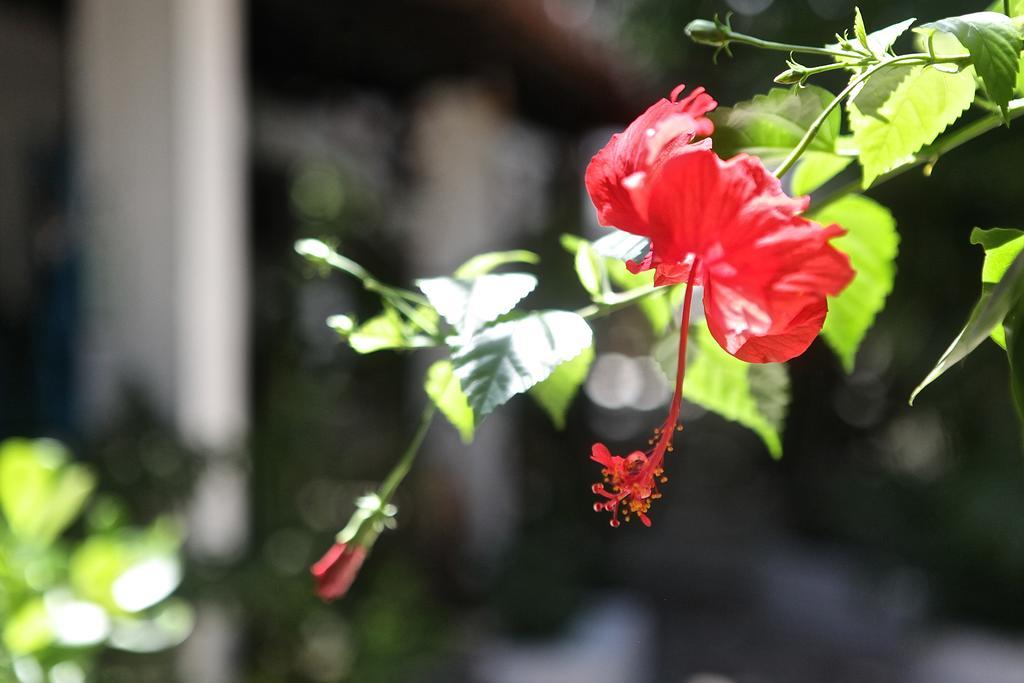 Encanto Das Flores Praia de Pipa 외부 사진