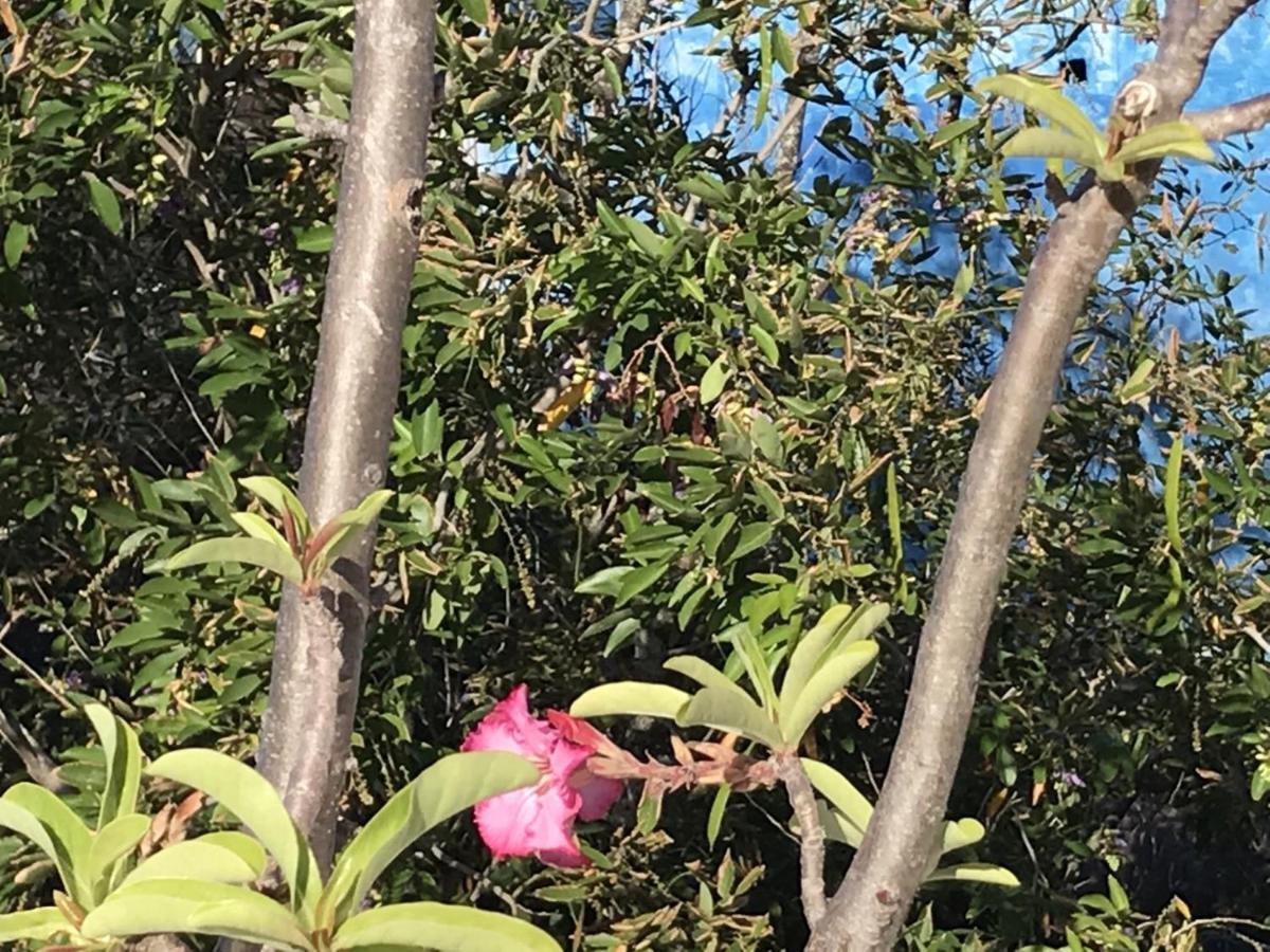 Encanto Das Flores Praia de Pipa 외부 사진