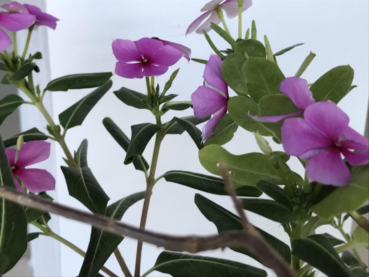 Encanto Das Flores Praia de Pipa 외부 사진